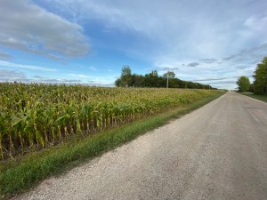 Manitoba Corn Field